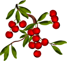 Cerises de Biercee